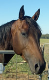 acres little peppy 2